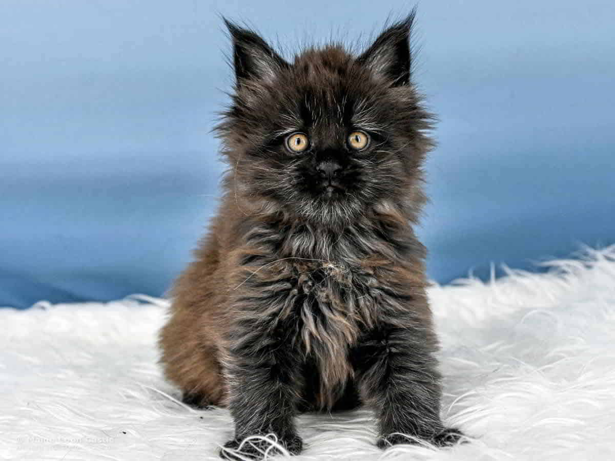 A4 Loki 6 Wochen alt, 1090 g Maine Coon Katzenbaby A4 Loki 6 Wochen alt
