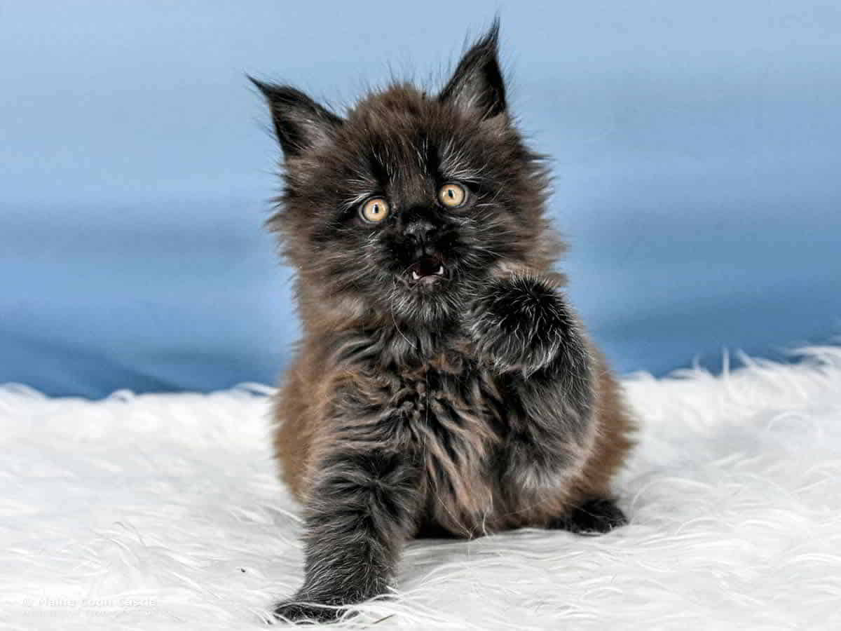 A4 Loki 6 Wochen alt, 1090 g Maine Coon Katzenbaby A4 Loki 6 Wochen alt