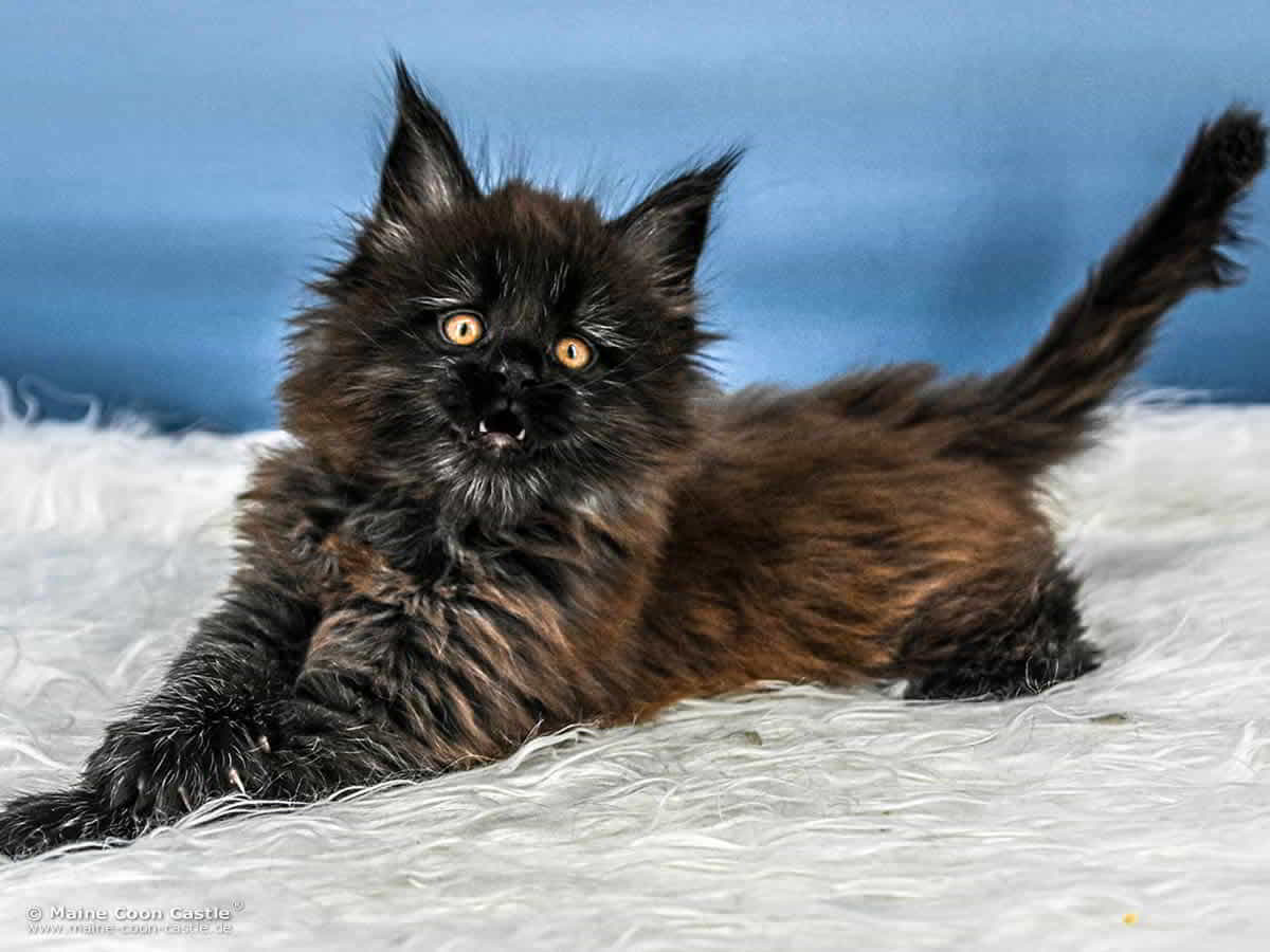 A4 Loki 7 Wochen alt, 1336 g Maine Coon Katzenbaby A4 Loki 7 Wochen alt
