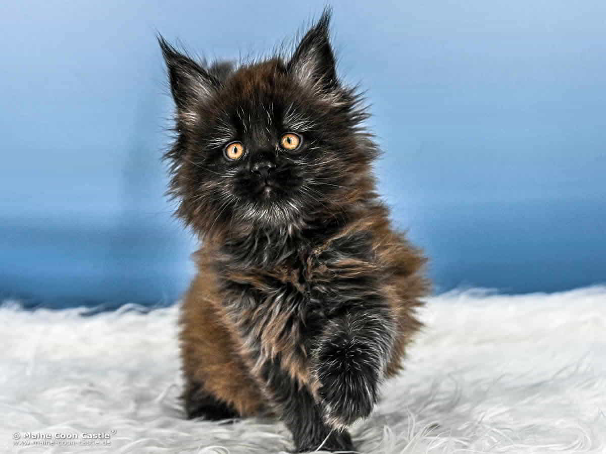 A4 Loki 7 Wochen alt, 1336 g Maine Coon Katzenbaby A4 Loki 7 Wochen alt