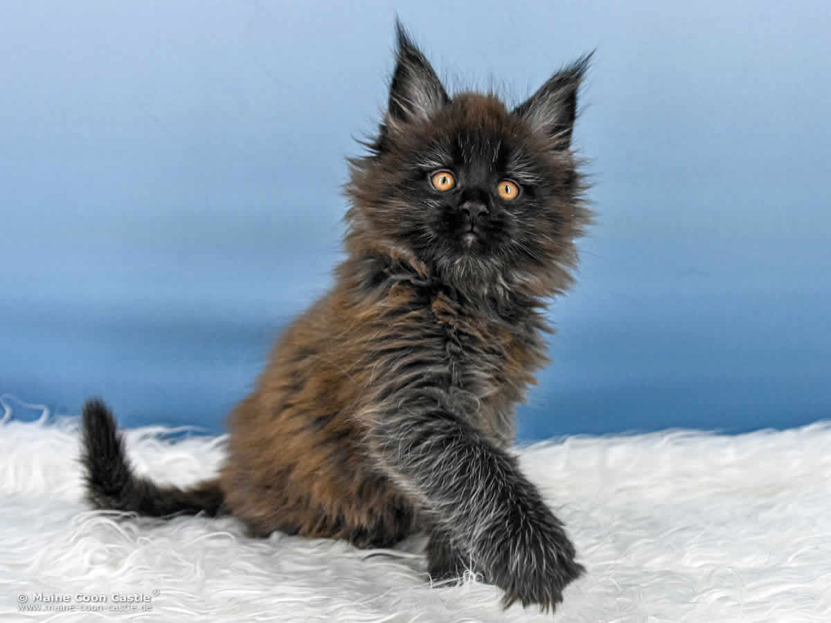 A4 Loki 8 Wochen alt, 1555 g Maine Coon Katzenbaby A4 Loki 8 Wochen alt