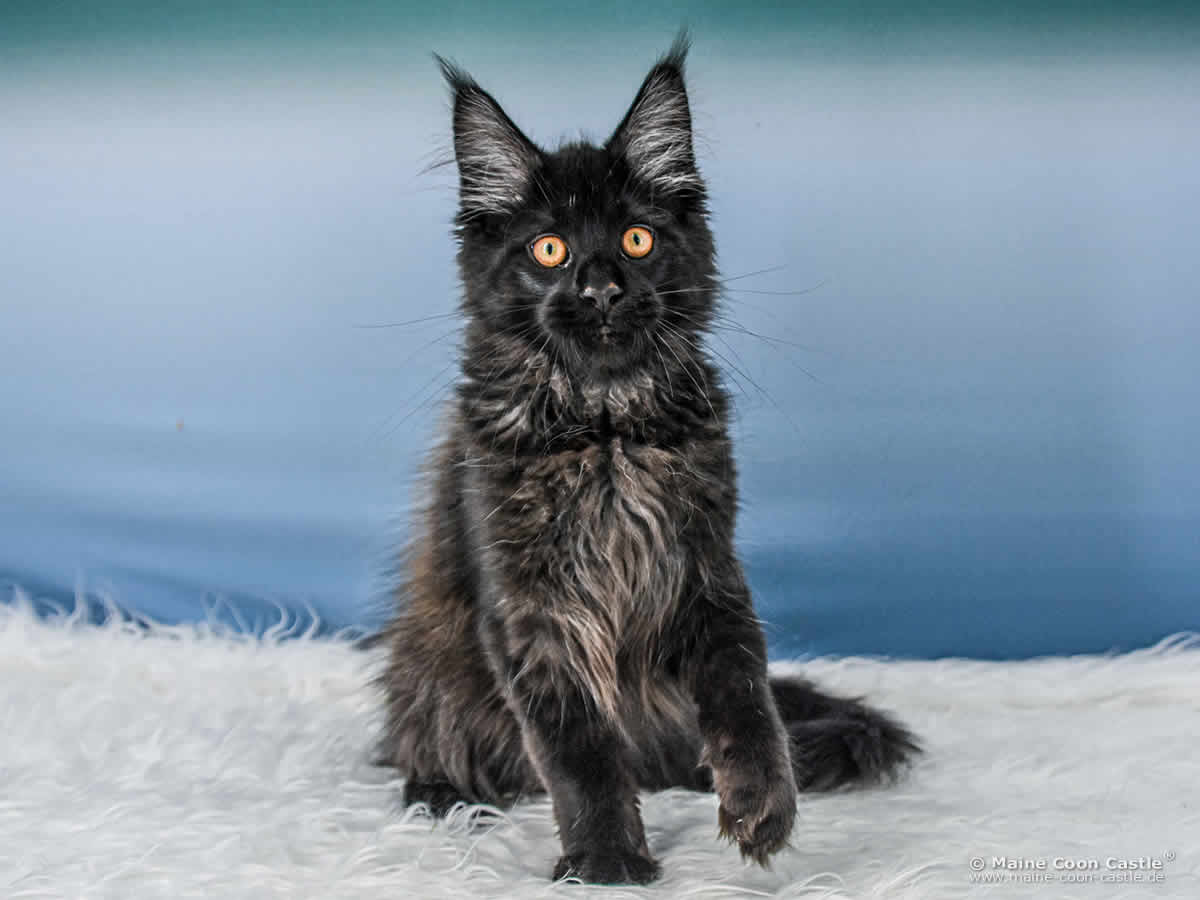 A4 Nala of Maine Coon Castle A4 Nala of Maine Coon Castle