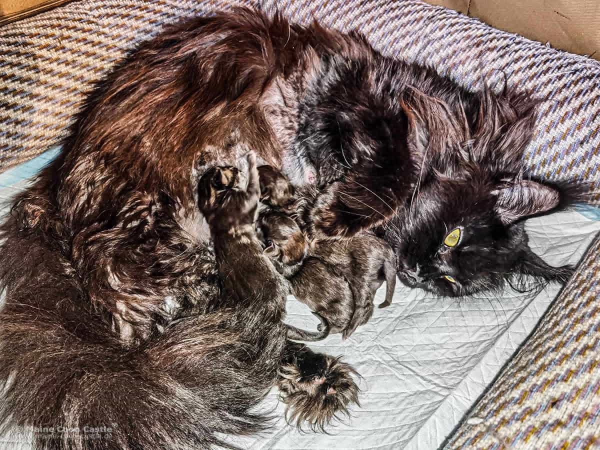Maine Coon Katze Wally und ihre Katzenbabys Maine Coon Katze Wally und ihre Katzenbabys