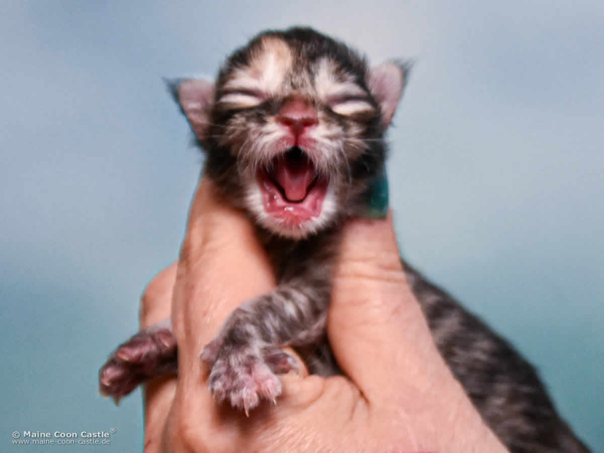 B4 Becky 1 Tag alt Maine Coon Katzenbaby B4 Becky 1 Tag alt