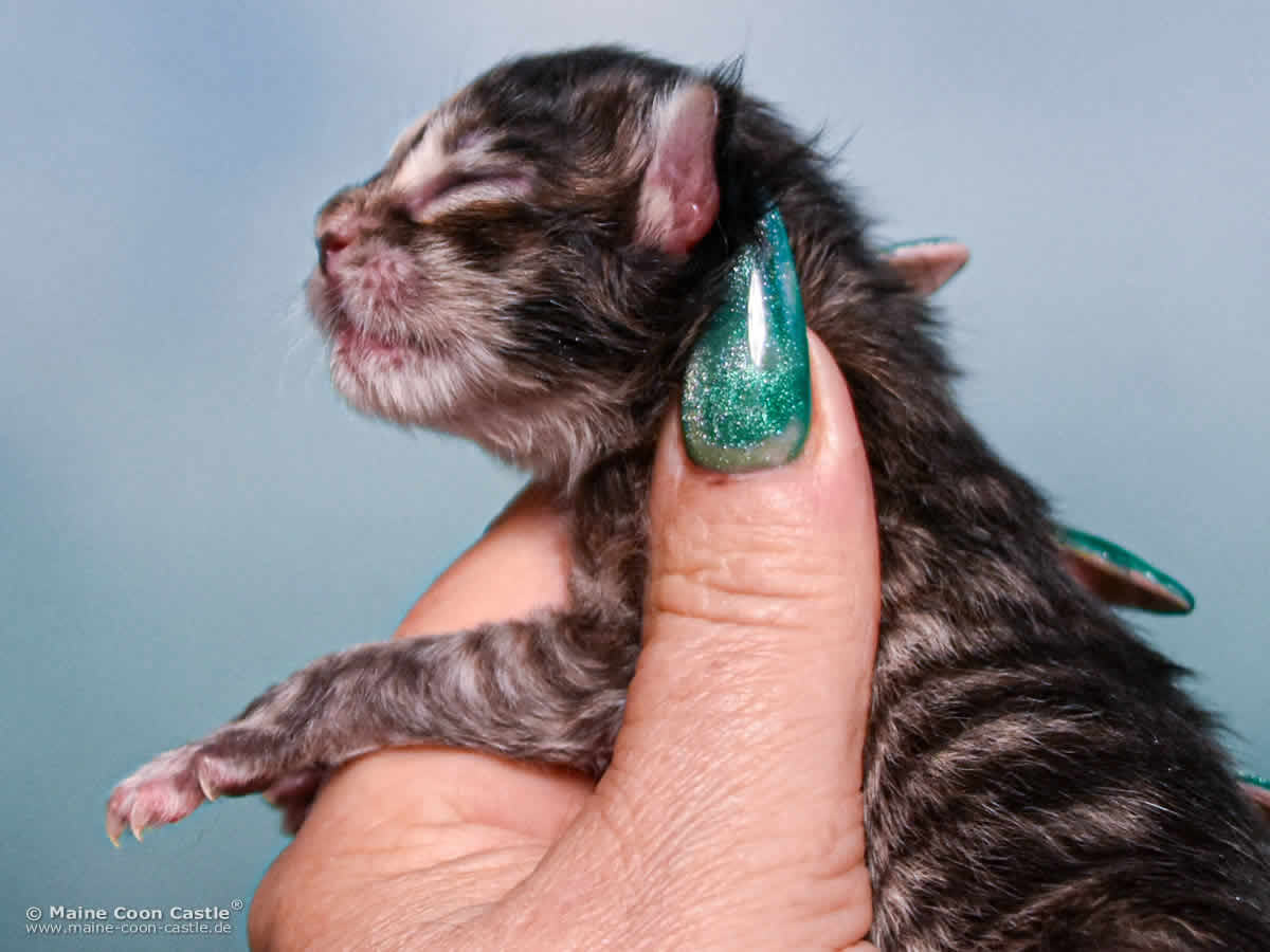 B4 Becky 1 Tag alt Maine Coon Katzenbaby B4 Becky 1 Tag alt