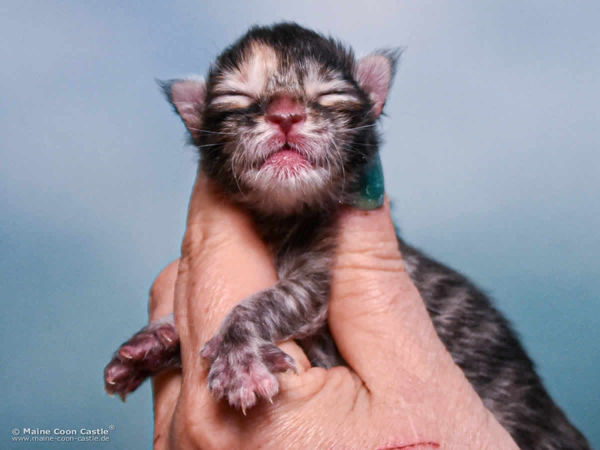 B4 Becky 1 Tag alt Maine Coon Katzenbaby B4 Becky 1 Tag alt