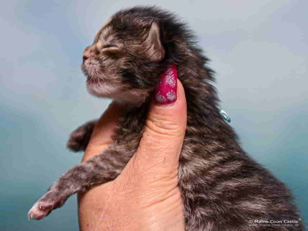 B4 Becky 1 Woche alt Maine Coon Katzenbaby B4 Becky 1 Woche alt