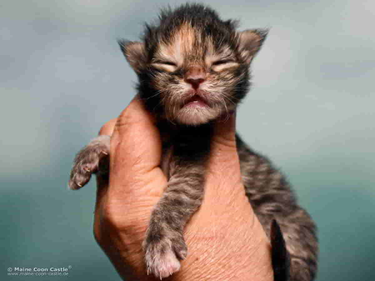 B4 Becky 1 Woche alt, 201 g Maine Coon Katzenbaby B4 Becky 1 Woche alt
