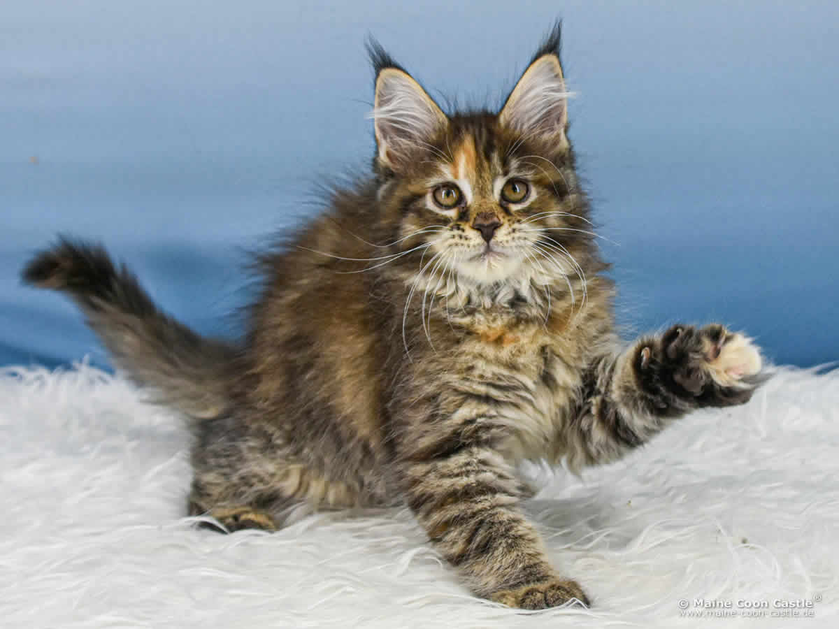 B4 Becky of Maine Coon Castle B4 Becky of Maine Coon Castle