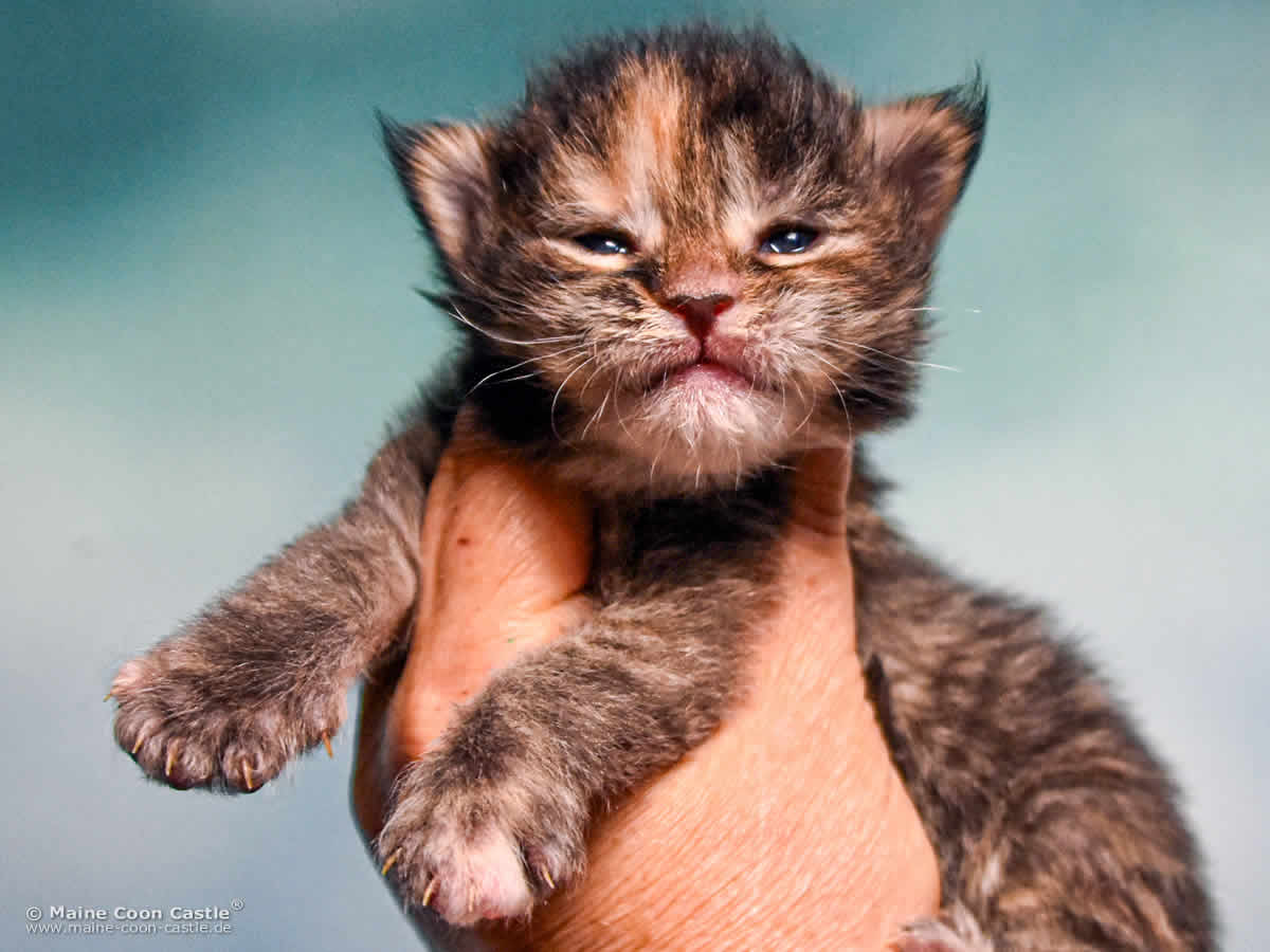 B4 Becky 2 Wochen alt, 307 g Maine Coon Katzenbaby B4 Becky 2 Wochen alt