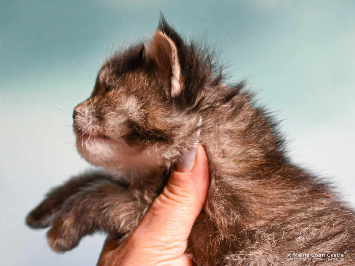 B4 Becky 3 Wochen alt, 433 g Maine Coon Katzenbaby B4 Becky 3 Wochen alt