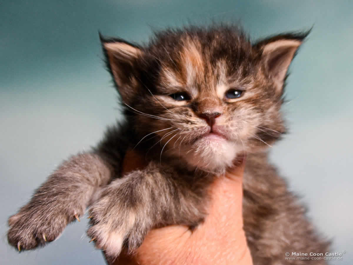 B4 Becky 3 Wochen alt, 433 g Maine Coon Katzenbaby B4 Becky 3 Wochen alt
