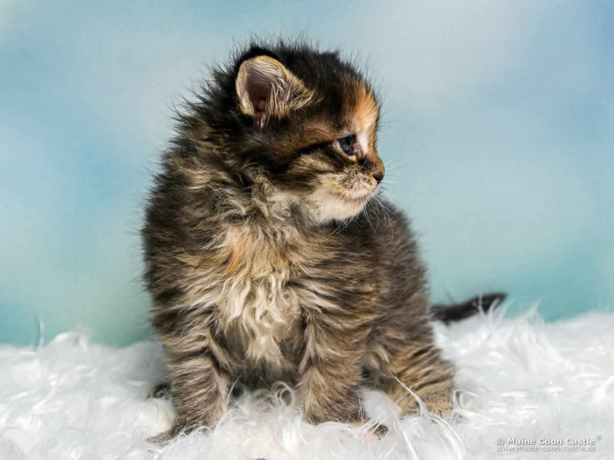 B4 Becky 4 Wochen alt, 533 g Maine Coon Katzenbaby B4 Becky 4 Wochen alt