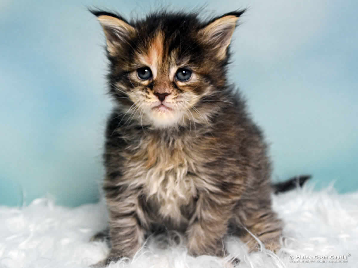 B4 Becky 4 Wochen alt, 533 g Maine Coon Katzenbaby B4 Becky 4 Wochen alt