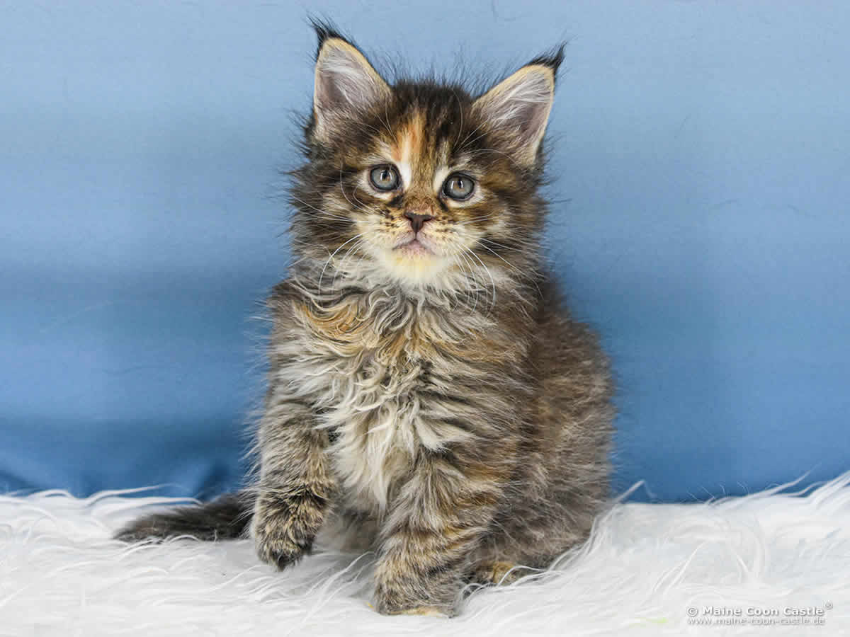 B4 Becky 6 Wochen alt, 845 g Maine Coon Katzenbaby B4 Becky 6 Wochen alt