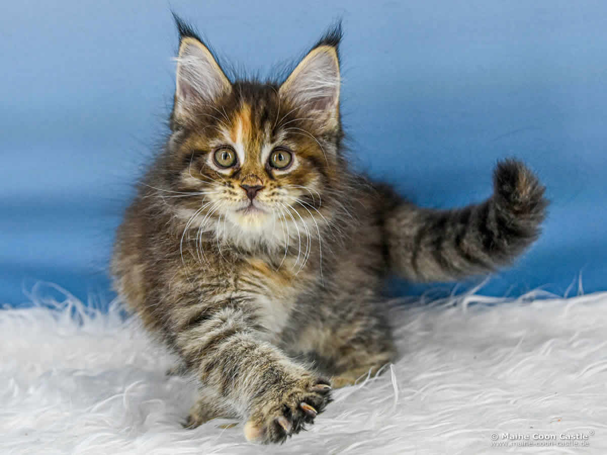 B4 Becky 8 Wochen alt, 1065 g Maine Coon Katzenbaby B4 Becky 8 Wochen alt