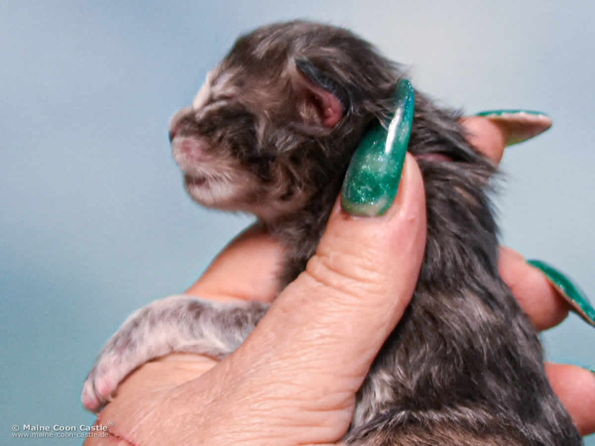 B4 Bessie 1 Tag alt Maine Coon Katzenbaby B4 Bessie 1 Tag alt