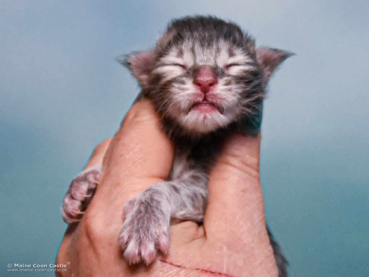 B4 Bessie 1 Tag alt Maine Coon Katzenbaby B4 Bessie 1 Tag alt