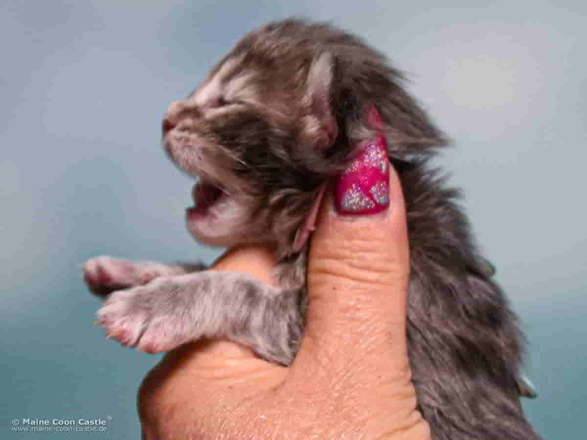 B4 Bessie 1 Woche alt, 197 g Maine Coon Katzenbaby B4 Bessie 1 Woche alt