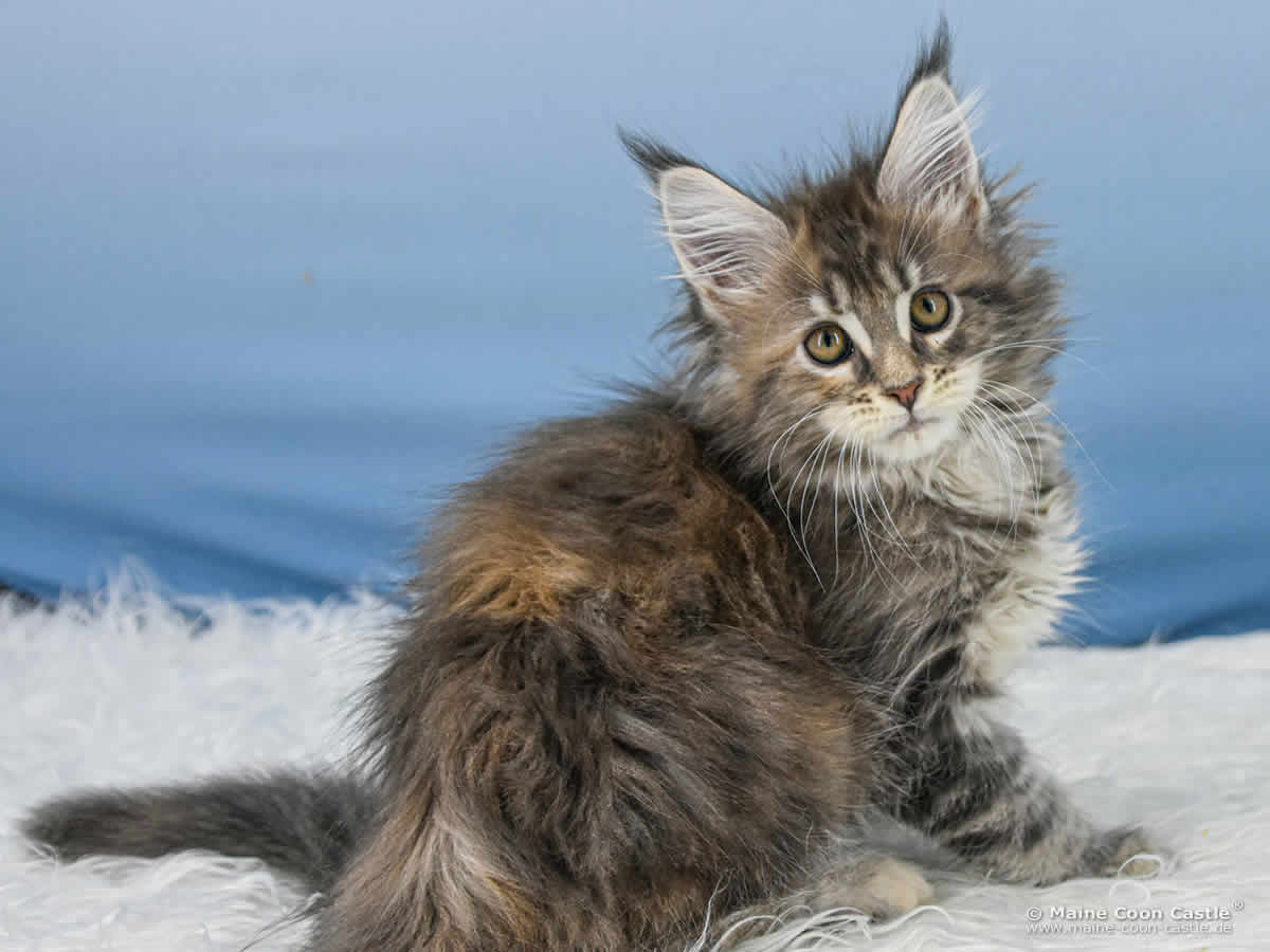 B4 Bessie of Maine Coon Castle B4 Bessie of Maine Coon Castle