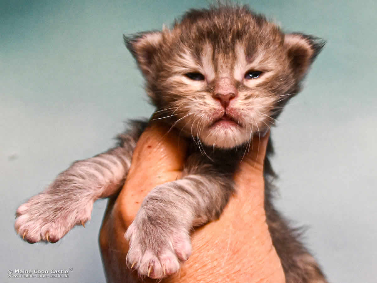 B4 Bessie 2 Wochen alt, 317 g Maine Coon Katzenbaby B4 Bessie 2 Wochen alt