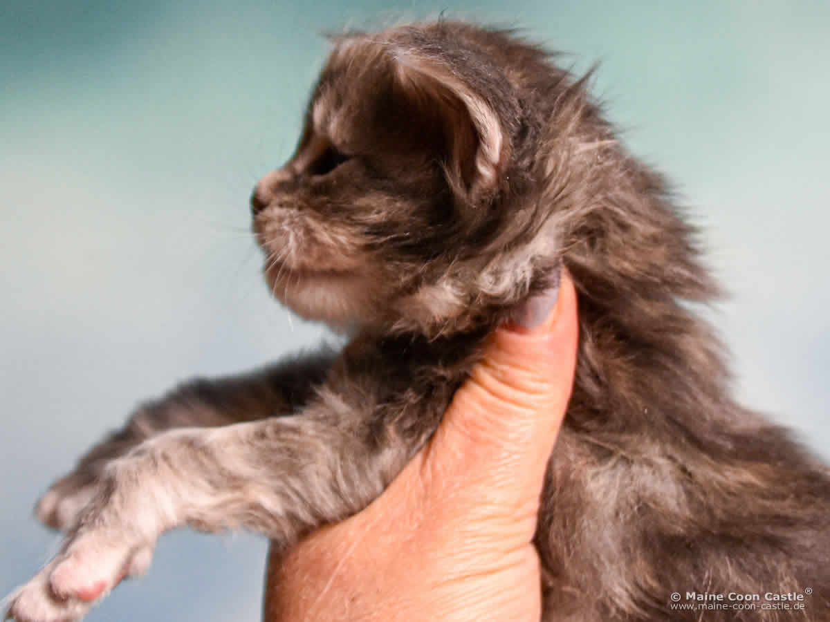 B4 Bessie 3 Wochen alt, 442 g Maine Coon Katzenbaby B4 Bessie 3 Wochen alt
