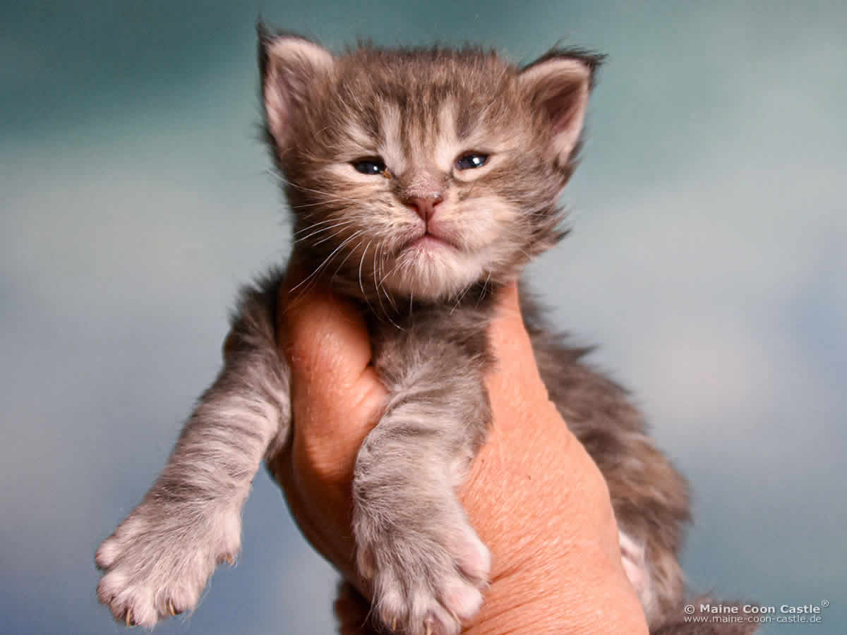 B4 Bessie 3 Wochen alt, 442 g Maine Coon Katzenbaby B4 Bessie 3 Wochen alt