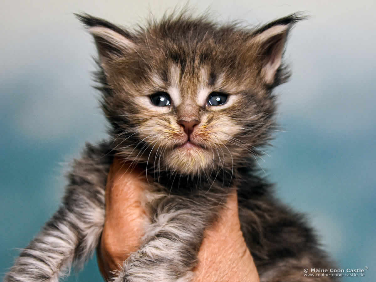 B4 Bessie 4 Wochen alt, 508 g Maine Coon Katzenbaby B4 Bessie 4 Wochen alt