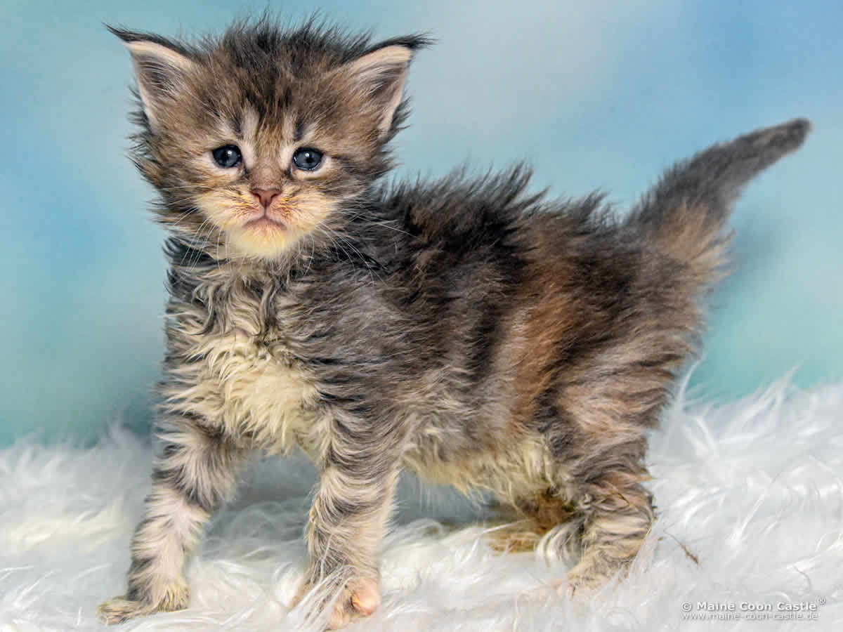 B4 Bessie 4 Wochen alt, 508 g Maine Coon Katzenbaby B4 Bessie 4 Wochen alt