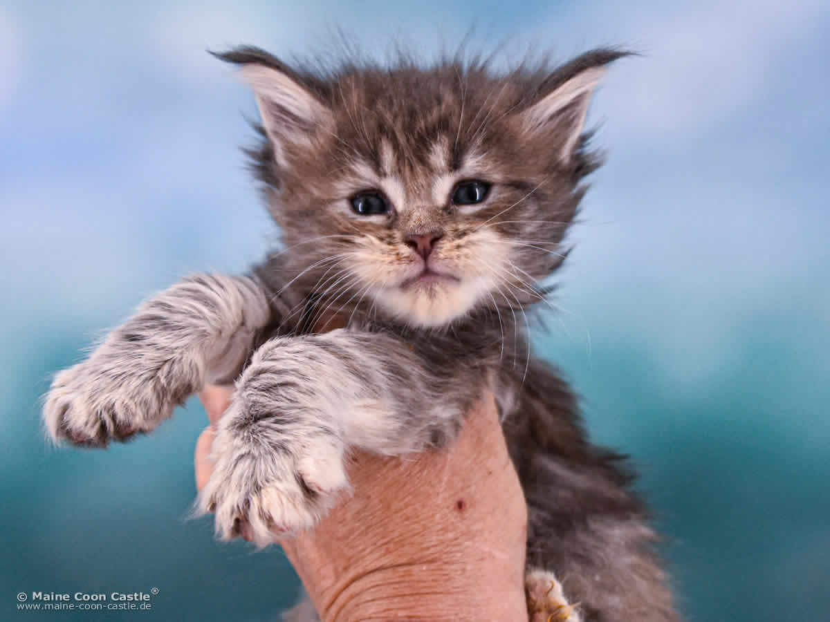 B4 Bessie 5 Wochen alt, 685 g Maine Coon Katzenbaby B4 Bessie 5 Wochen alt