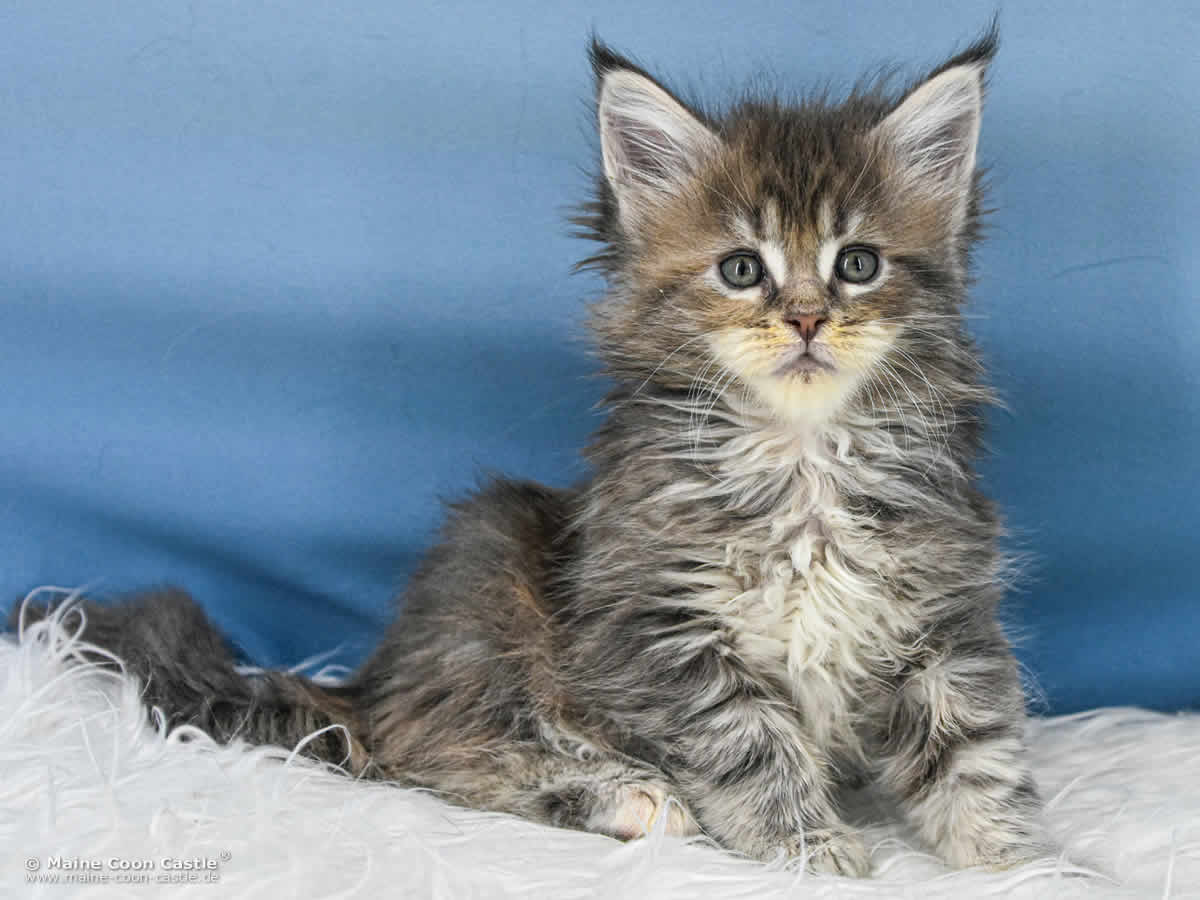B4 Bessie 6 Wochen alt, 865 g Maine Coon Katzenbaby B4 Bessie 6 Wochen alt