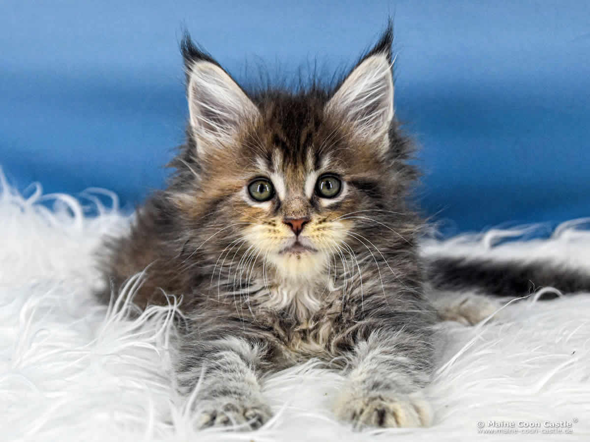 B4 Bessie 7 Wochen alt, 1010 g Maine Coon Katzenbaby B4 Bessie 7 Wochen alt