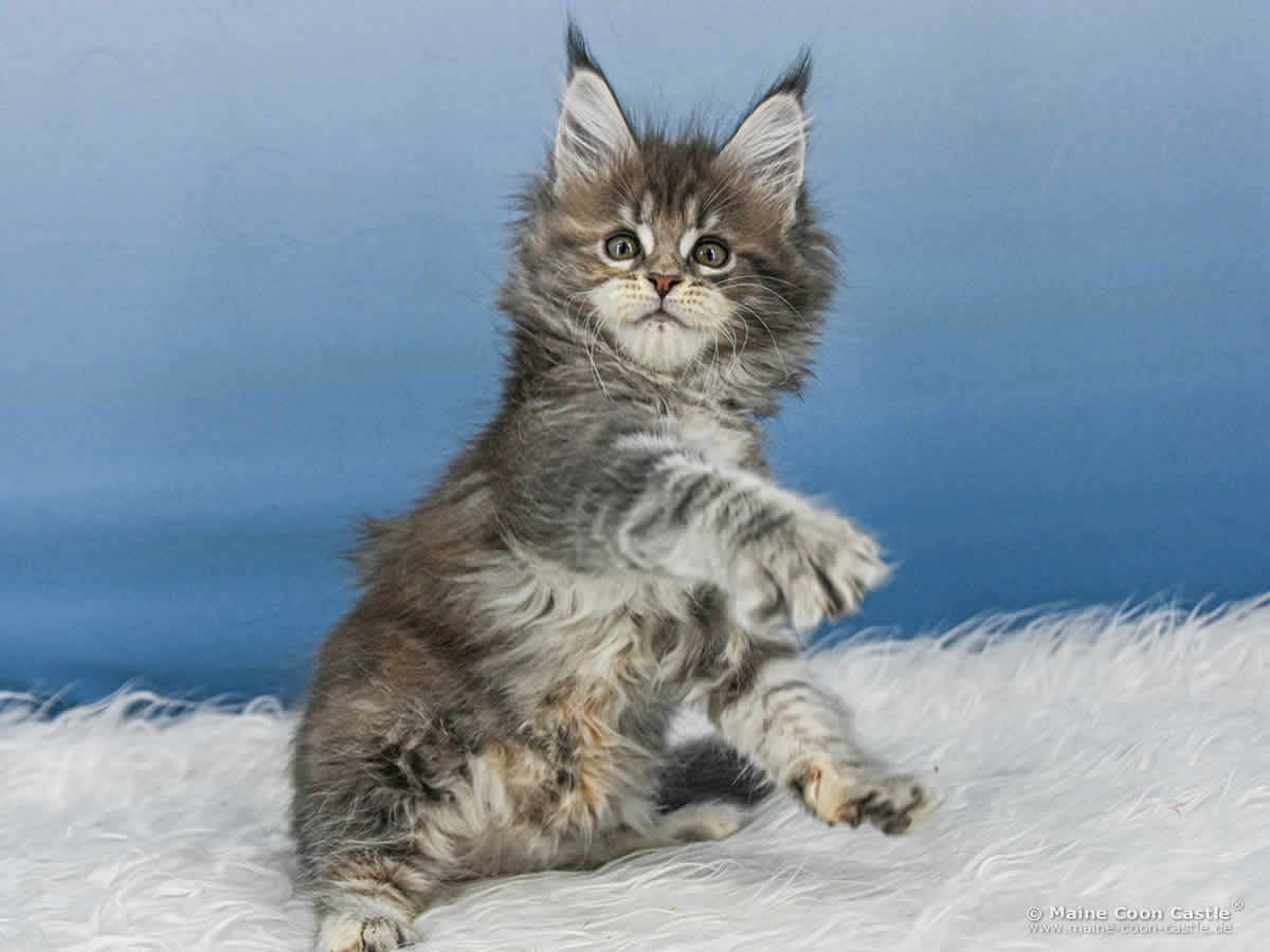B4 Bessie 8 Wochen alt, 1115 g Maine Coon Katzenbaby B4 Bessie 8 Wochen alt