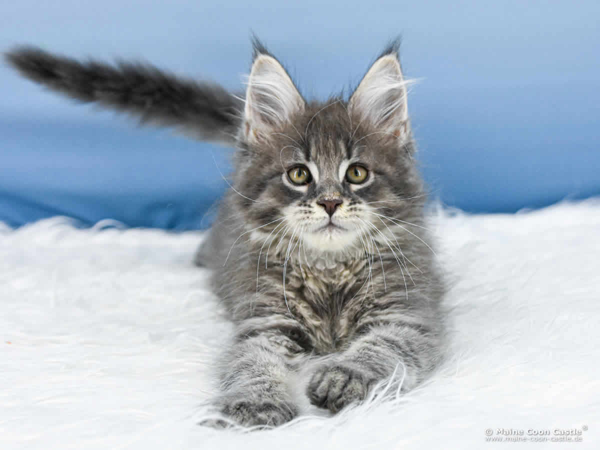 B4 Billie of Maine Coon Castle B4 Billie of Maine Coon Castle