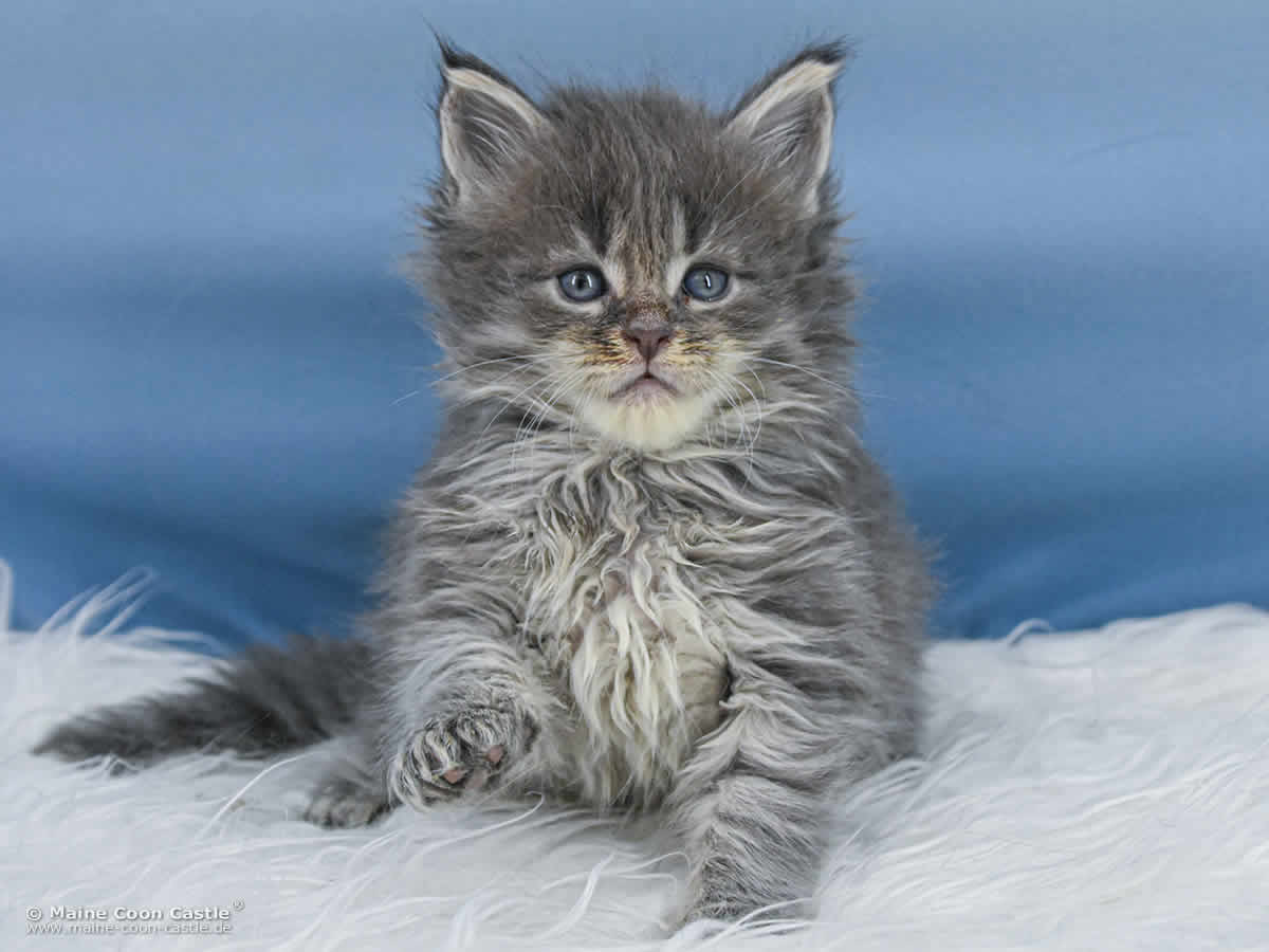 B4 Billie 5 Wochen alt, 680 g Maine Coon Katzenbaby B4 Billie 5 Wochen alt