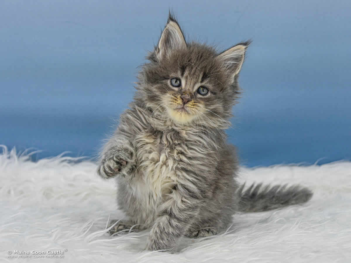 B4 Billie 6 Wochen alt, 955 g Maine Coon Katzenbaby B4 Billie 6 Wochen alt