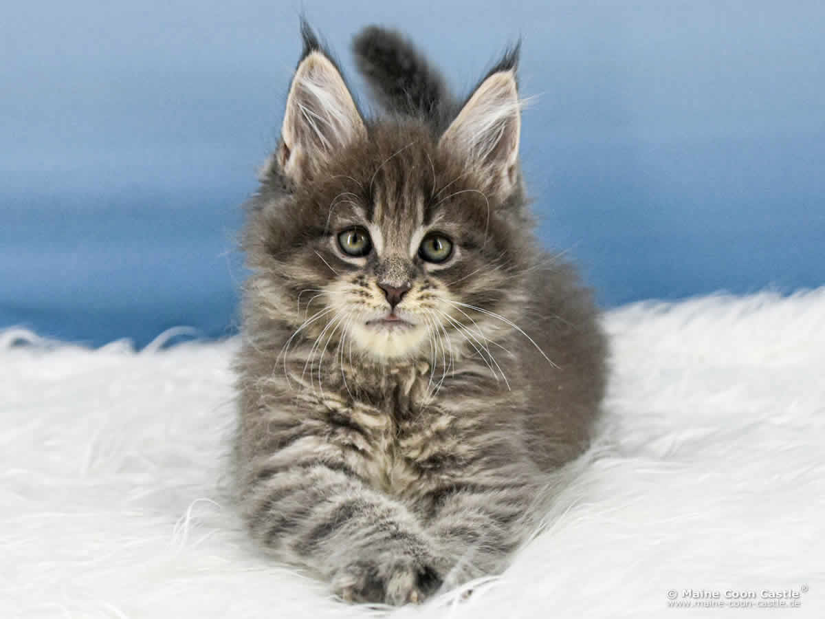 B4 Billie 8 Wochen alt, 1320 g Maine Coon Katzenbaby B4 Billie 8 Wochen alt