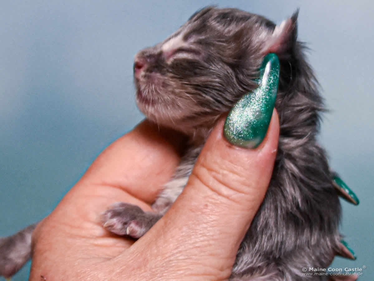B4 Billie 1 Tag alt Maine Coon Katzenbaby B4 Billie 1 Tag alt