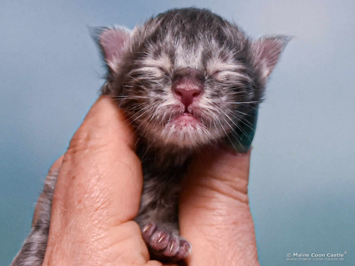 B4 Billie 1 Tag alt Maine Coon Katzenbaby B4 Billie 1 Tag alt