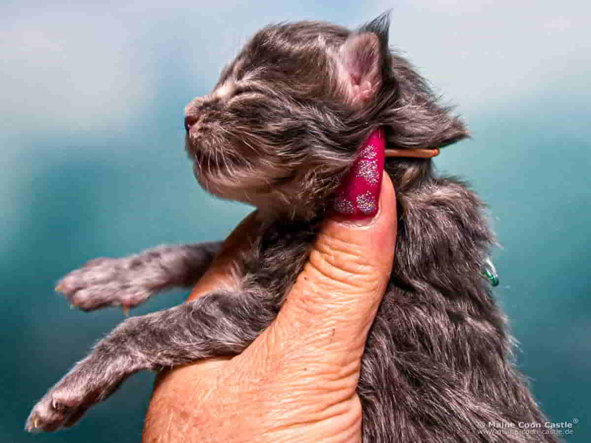 B4 Billie 1 Woche alt, 217 g Maine Coon Katzenbaby B4 Billie 1 Woche alt