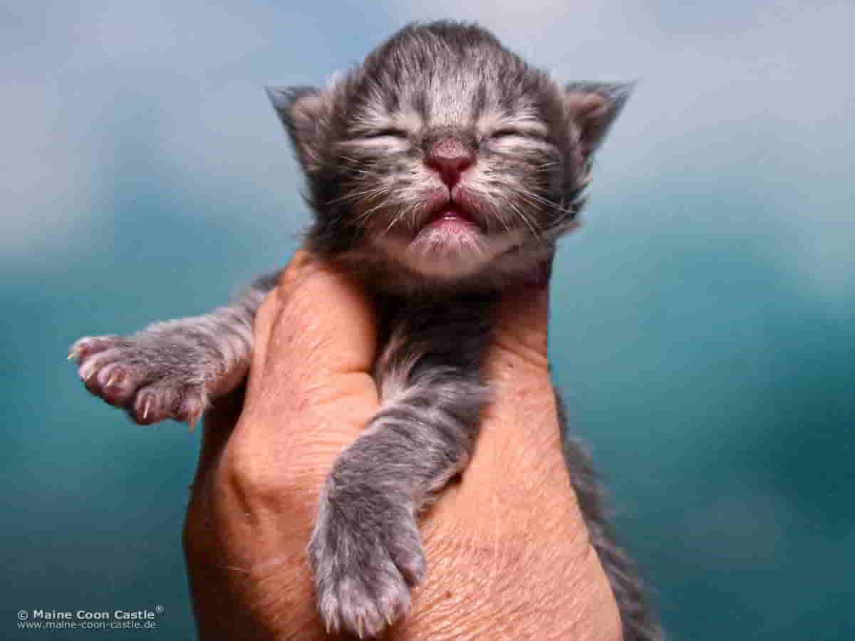 B4 Billie 1 Woche alt, 217 g Maine Coon Katzenbaby B4 Billie 1 Woche alt
