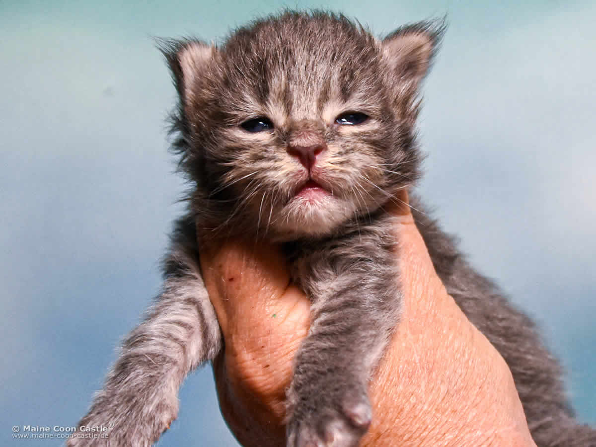 B4 Billie 2 Wochen alt, 324 g Maine Coon Katzenbaby B4 Billie 2 Wochen alt