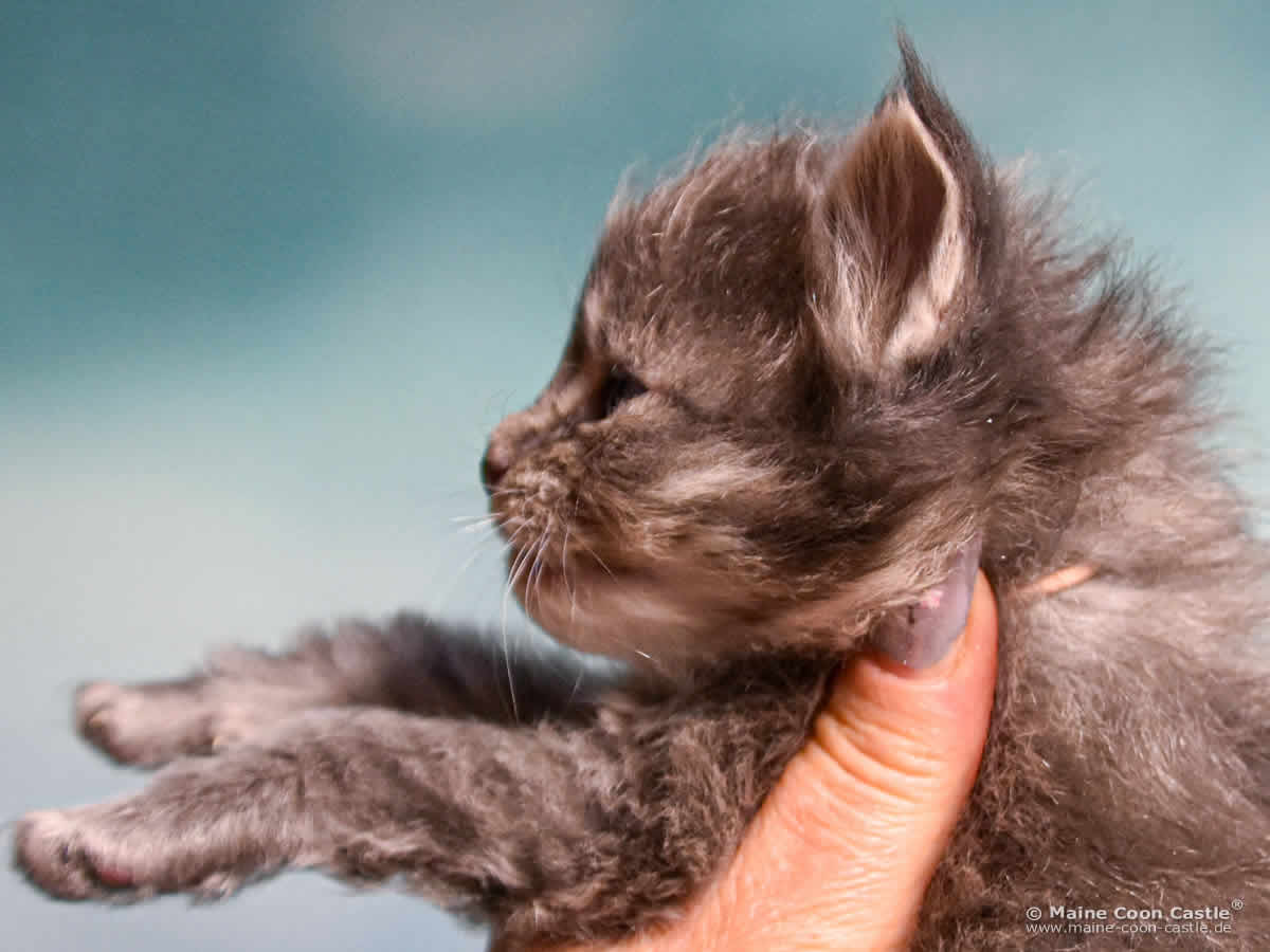 B4 Billie 3 Wochen alt, 420 g Maine Coon Katzenbaby B4 Billie 3 Wochen alt