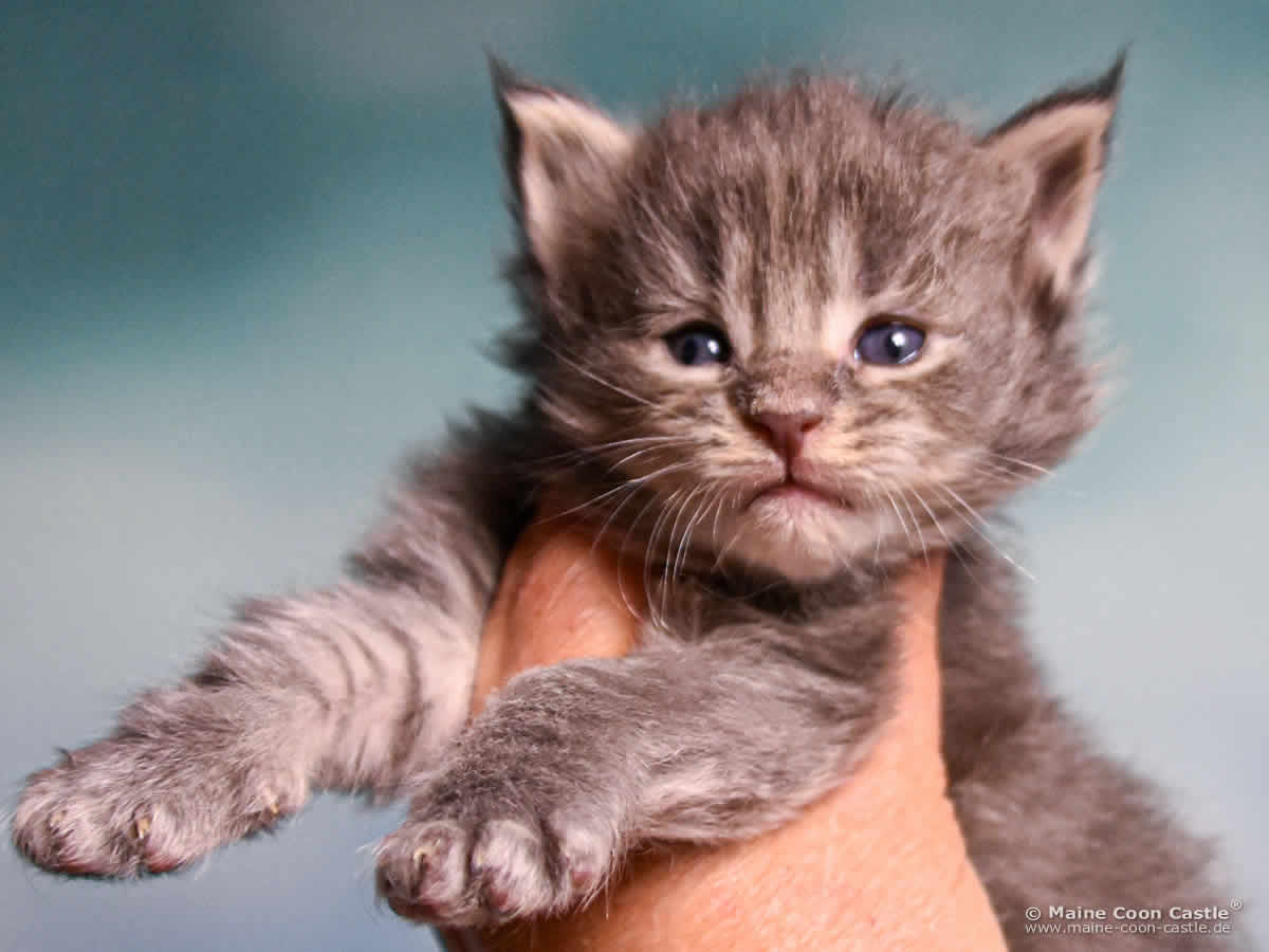 B4 Billie 3 Wochen alt, 420 g Maine Coon Katzenbaby B4 Billie 3 Wochen alt