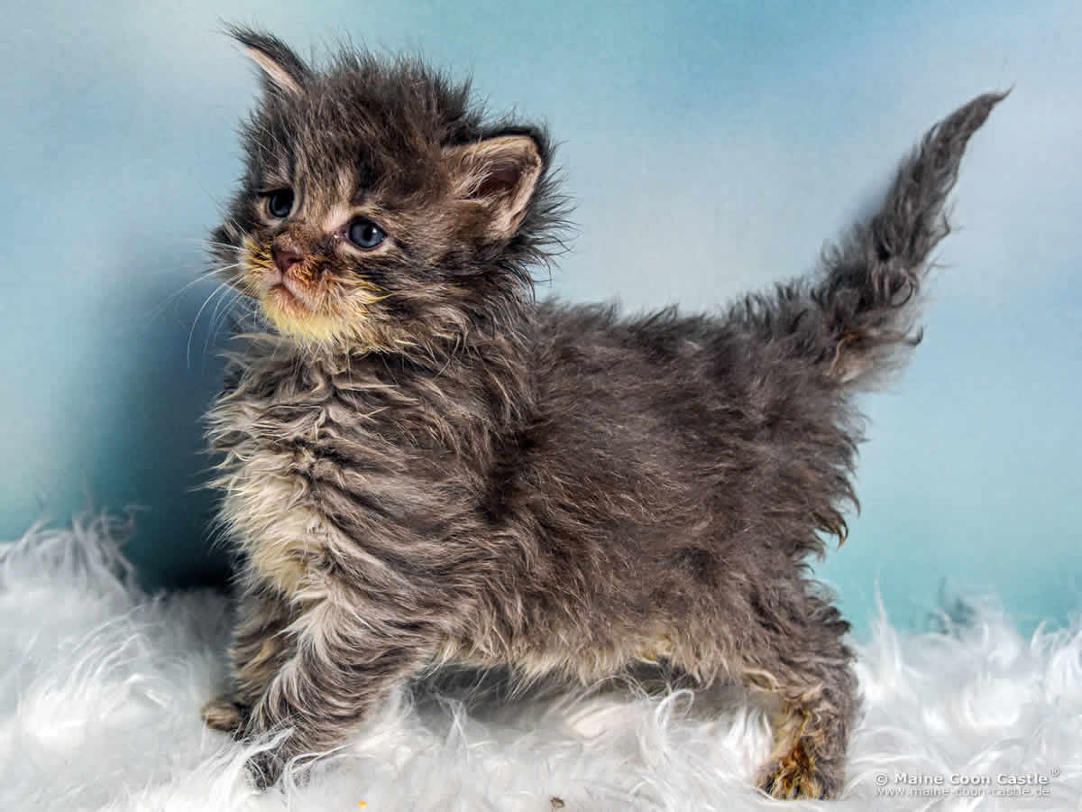 B4 Billie 4 Wochen alt, 574 g Maine Coon Katzenbaby B4 Billie 4 Wochen alt
