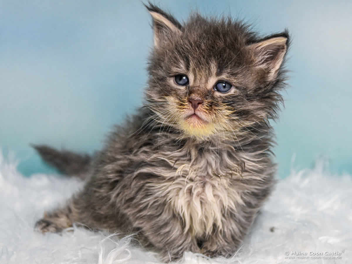 B4 Billie 4 Wochen alt, 574 g Maine Coon Katzenbaby B4 Billie 4 Wochen alt