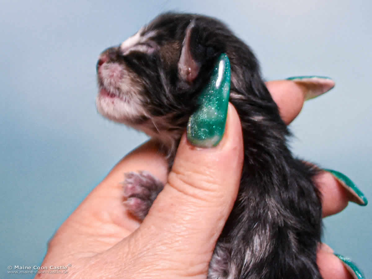 B4 Blake 1 Tag alt Maine Coon Katzenbaby B4 Blake 1 Tag alt