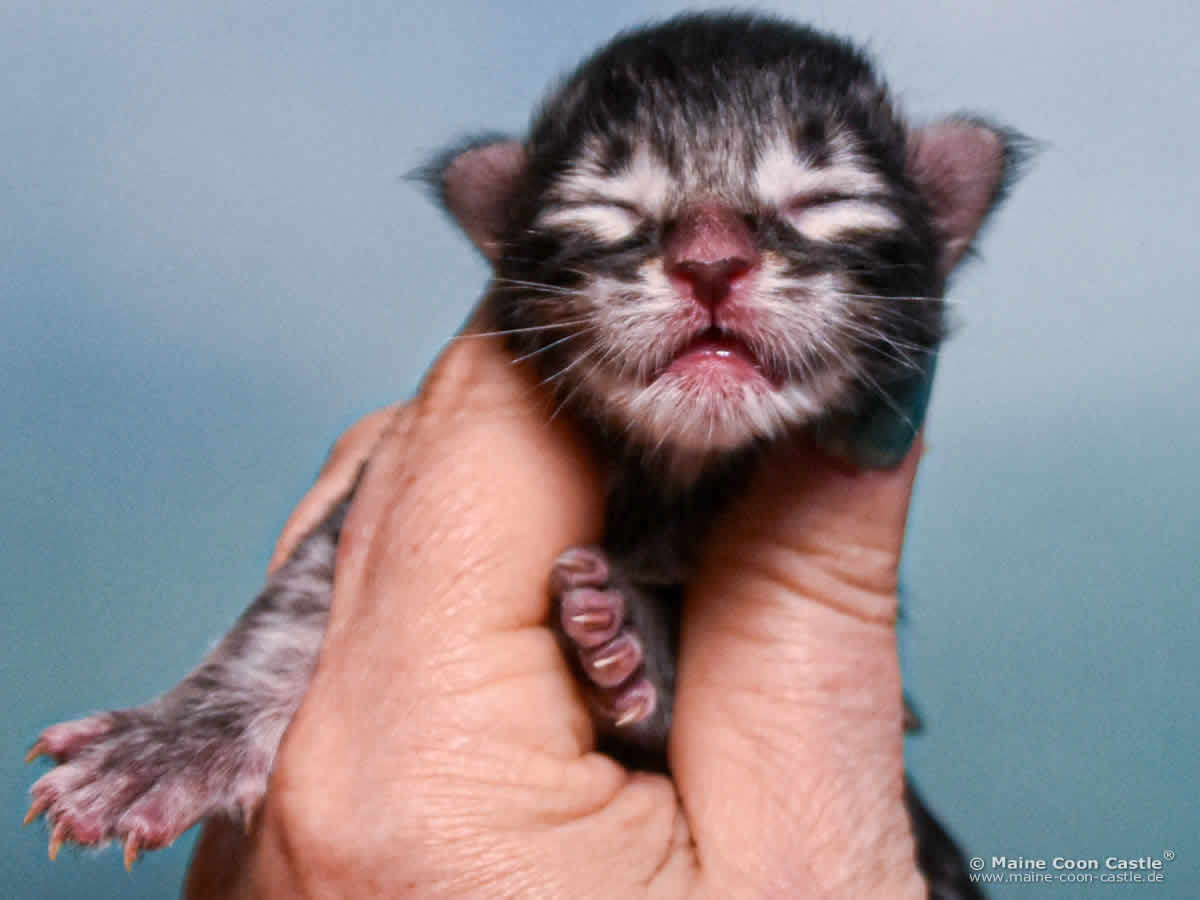 B4 Blake 1 Tag alt Maine Coon Katzenbaby B4 Blake 1 Tag alt