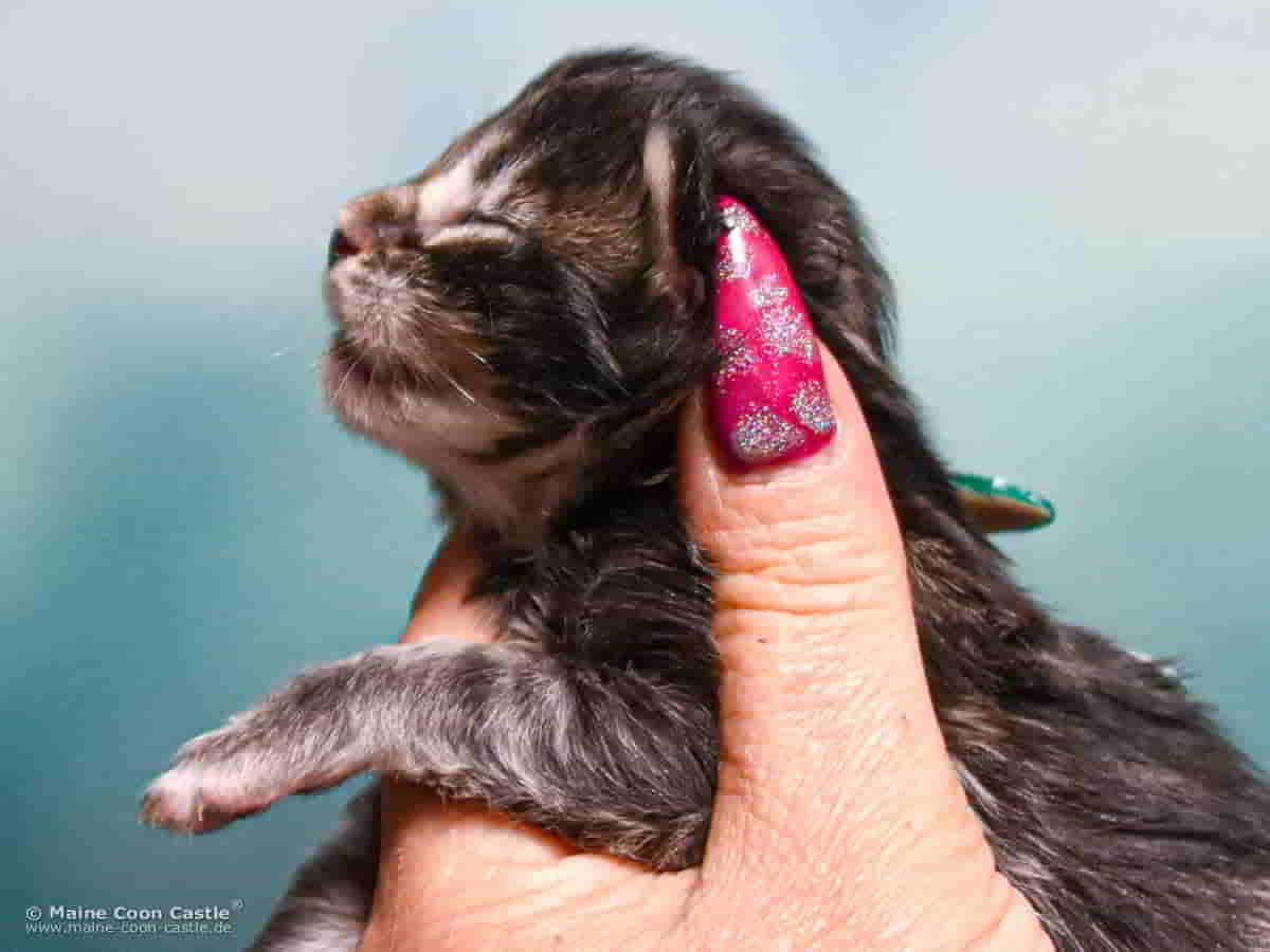 B4 Blake 1 Woche alt, 226 g Maine Coon Katzenbaby B4 Blake 1 Woche alt