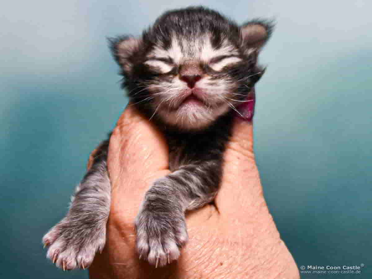 B4 Blake 1 Woche alt, 226 g Maine Coon Katzenbaby B4 Blake 1 Woche alt